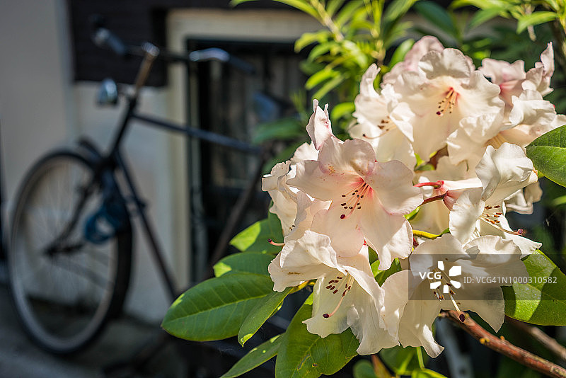 杜鹃花与自行车图片素材