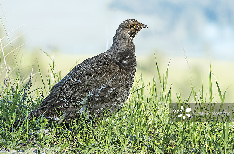 阿拉斯加东南部的蓝松鸡图片素材