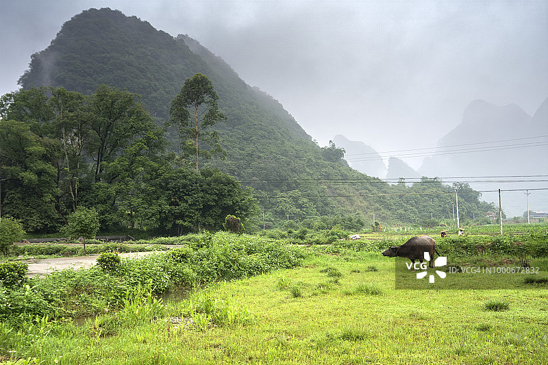 中国清远：山脚下的青草地上的牛图片素材