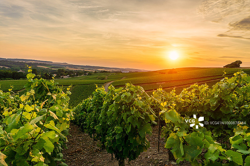 香槟葡萄园中的一排葡萄藤图片素材
