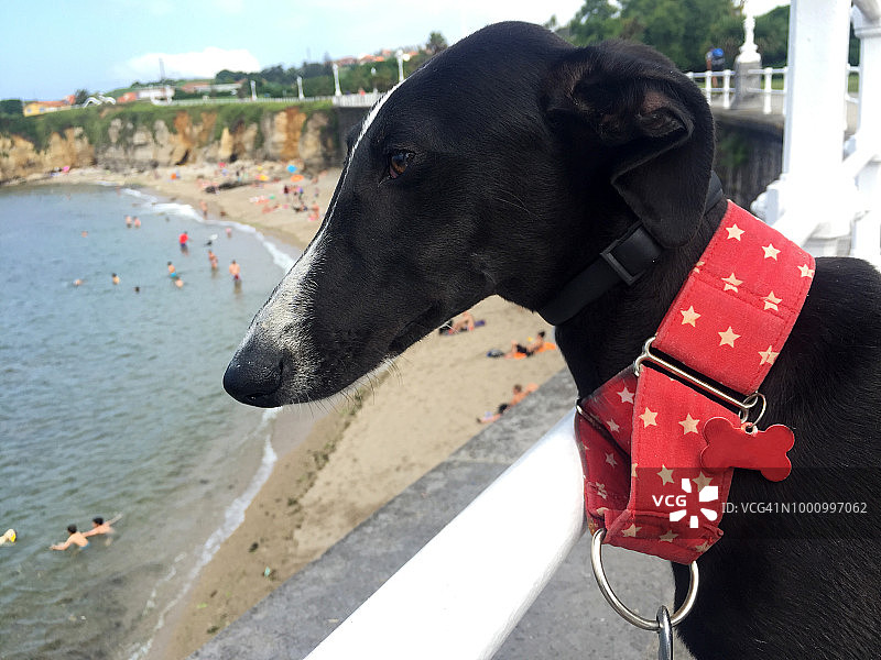 狗狗海滩图片素材