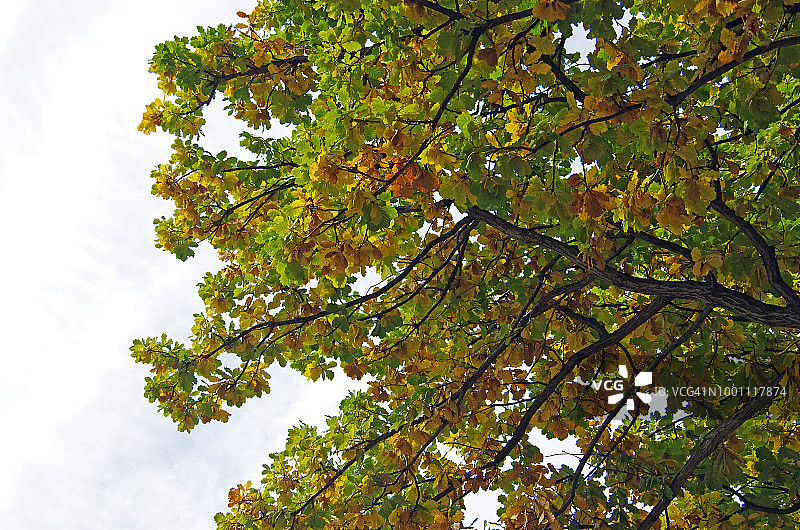 英国橡树（学名：Quercus suber）的树冠在秋天变黄图片素材