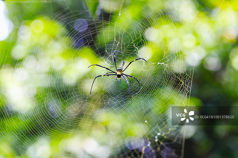 巨型金丝圆蛛图片素材