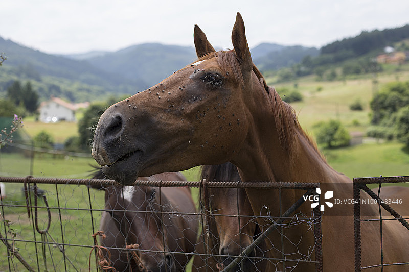 脸上满是苍蝇的马的肖像图片素材
