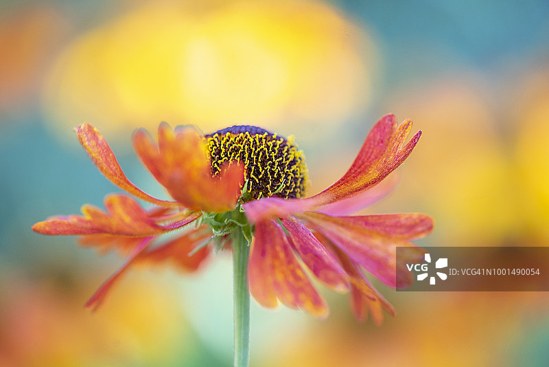 美丽而充满活力的夏季开花植物Helenium花特写，又名喷嚏草图片素材
