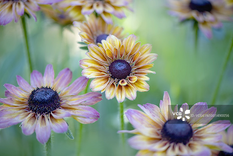 美丽夏日多年生植物，金光菊特写图片素材