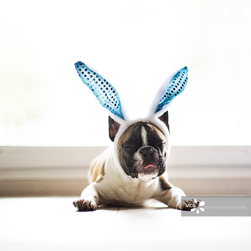 戴着兔子耳朵的斗牛犬图片素材