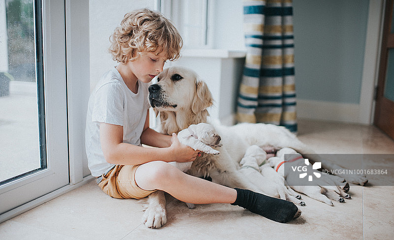 小男孩和金毛犬妈妈及幼犬图片素材