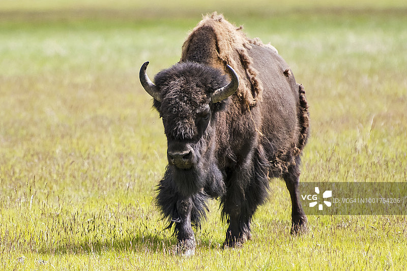 森林野牛图片素材