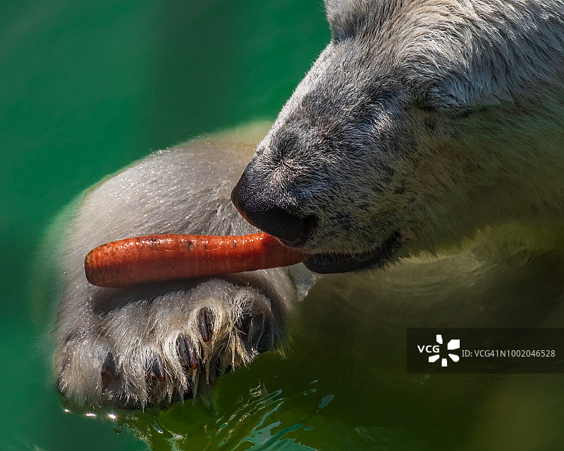 带有胡萝卜的北极熊图片素材