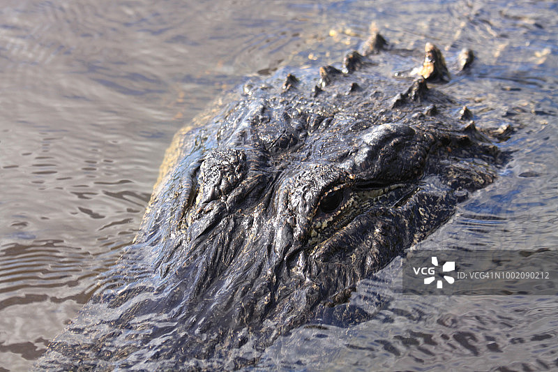 野生美洲鳄特写图片素材