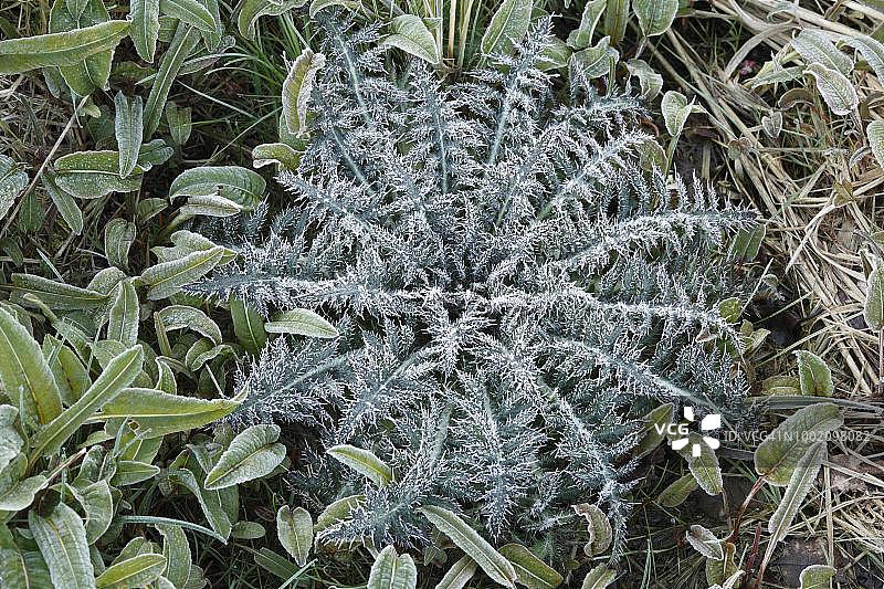 覆盖着白霜的蓟草，位于德国巴伐利亚州下弗兰肯的Lange Rhoen图片素材