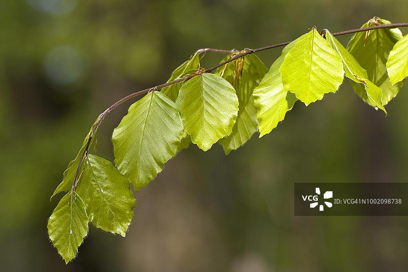 德国石勒苏益格-荷尔斯泰因山毛榉森林的欧洲山毛榉春季树叶图片素材