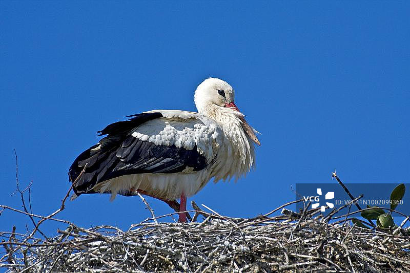 白鹳（Ciconia ciconia）栖息在巢中，德国石勒苏益格-荷尔斯泰因州卑尔根胡森村图片素材