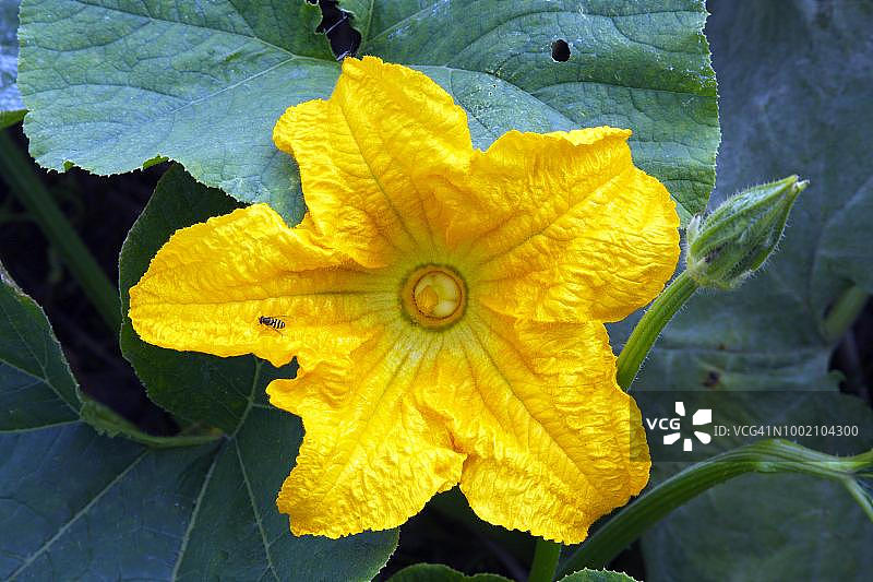 盛开的金丝瓜（Cucurbita maxima），花朵和叶子图片素材