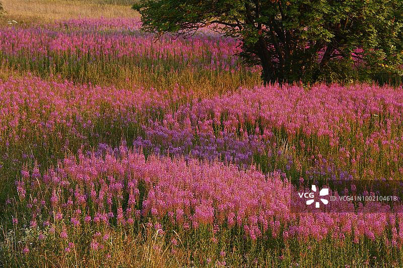 德国黑森州伦山山脉的柳兰或玫瑰草柳叶菜图片素材