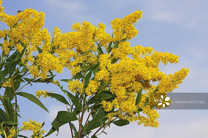 加拿大一枝黄花图片素材