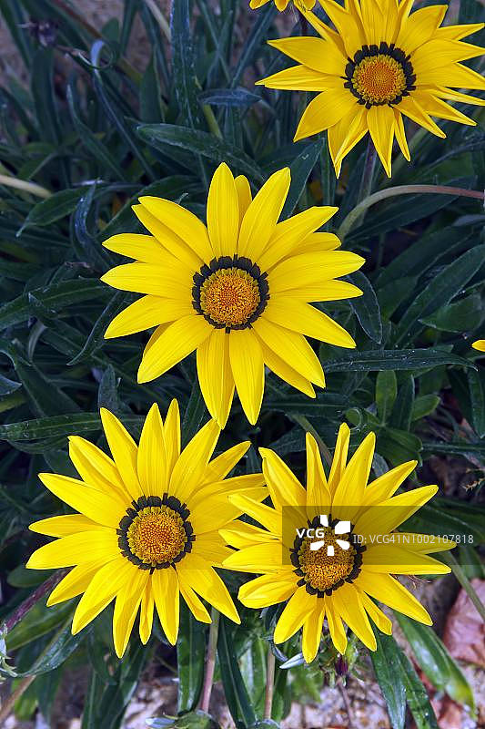 宝莲灯图片素材