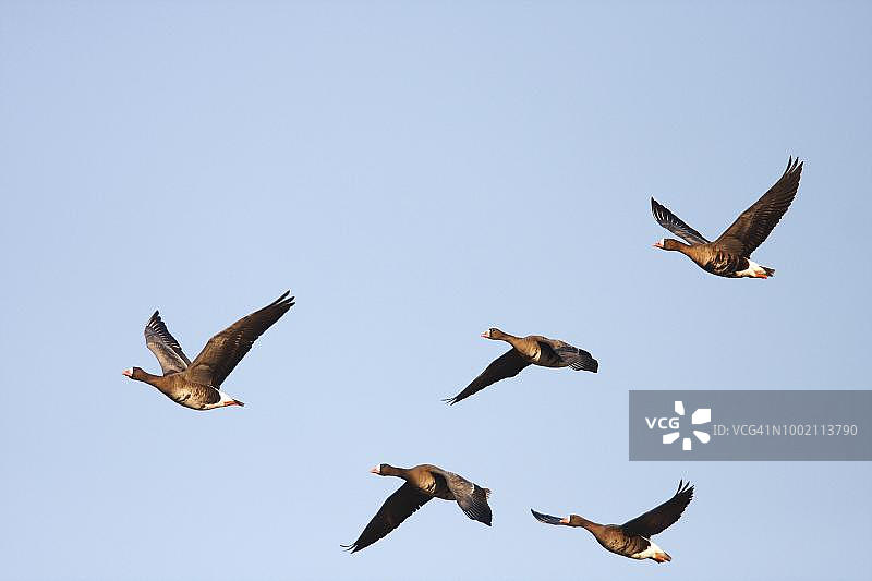 白额雁飞行，德国北莱茵-威斯特法伦州下莱茵地区的比斯利希群岛图片素材