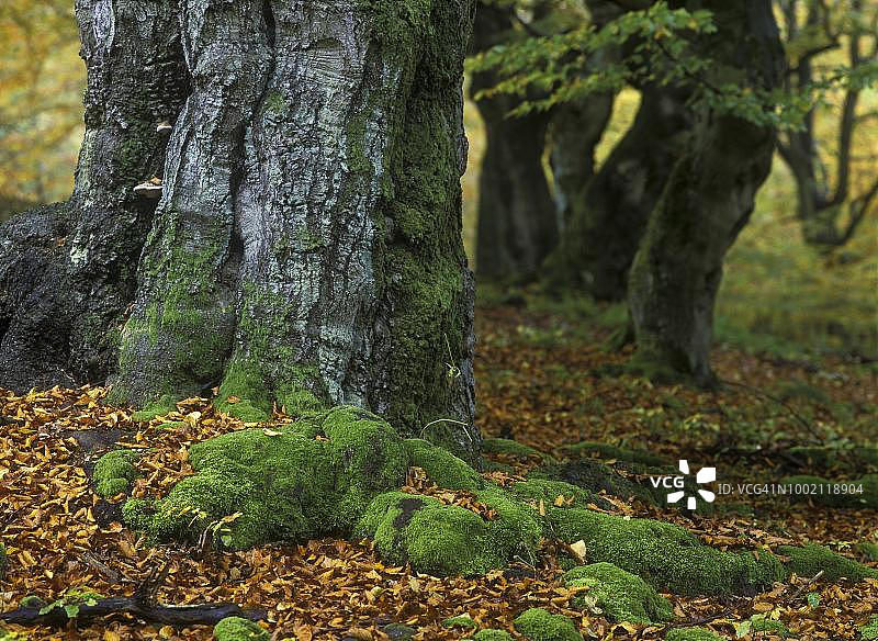 秋季欧洲山毛榉，德国黑森州凯勒瓦尔德-埃德尔湖国家公园图片素材