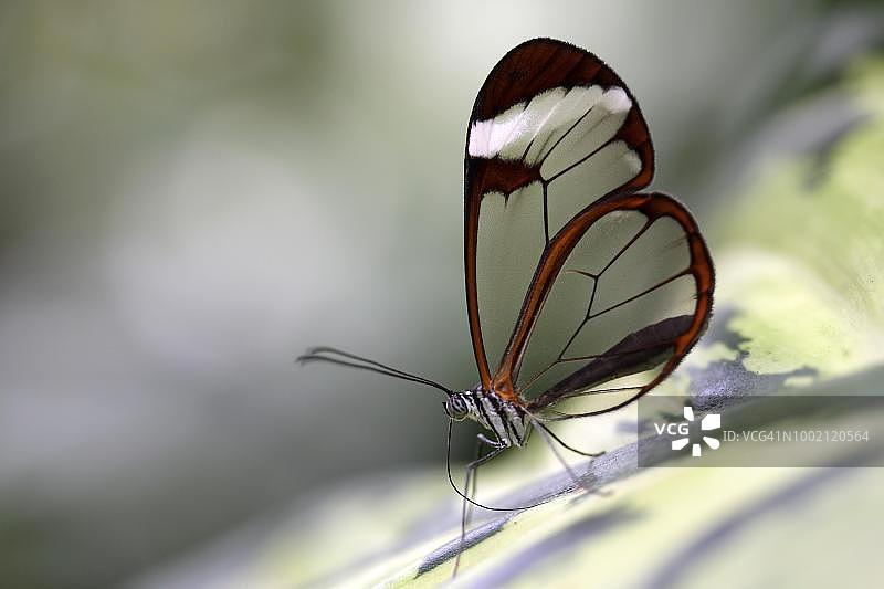 来自南美洲的透翅蝶，德国美瑙岛蝴蝶馆图片素材