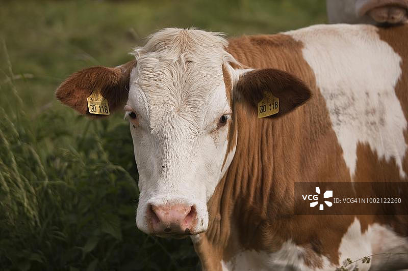 德国黑森州林堡辛门塔尔牛图片素材