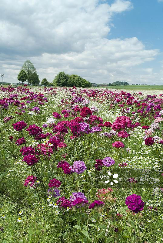 德国黑森，威廉和雏菊花田图片素材