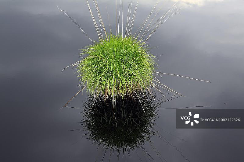 在荒原湖泊中反射的一丛草，自然保护区位于德国下萨克森图片素材