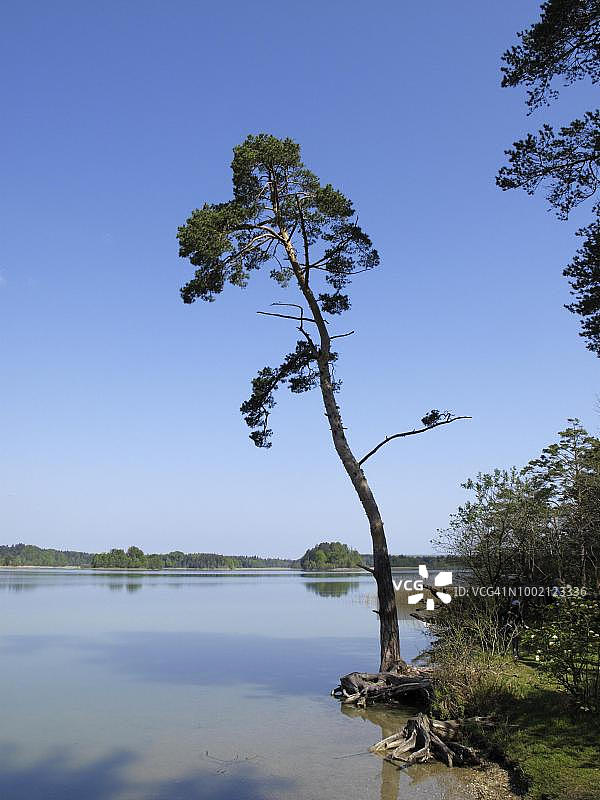 奥斯特湖畔的苏格兰松树，位于德国巴伐利亚州图片素材