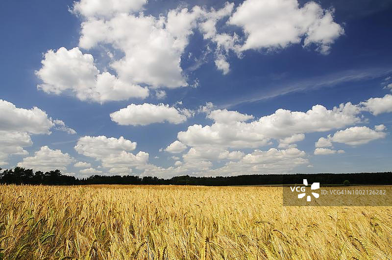 德国下萨克森的冬季大麦田图片素材