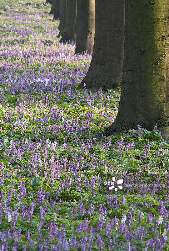 德国图林根州海尼希国家公园：空心块茎堇旁的树行图片素材