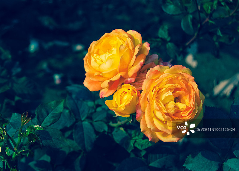 黄玫瑰图片素材