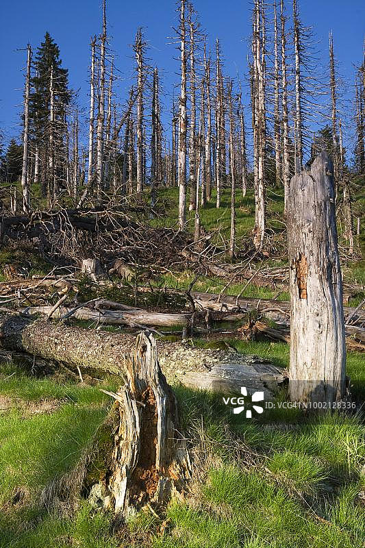 巴伐利亚森林国家公园的莎草与枯木图片素材