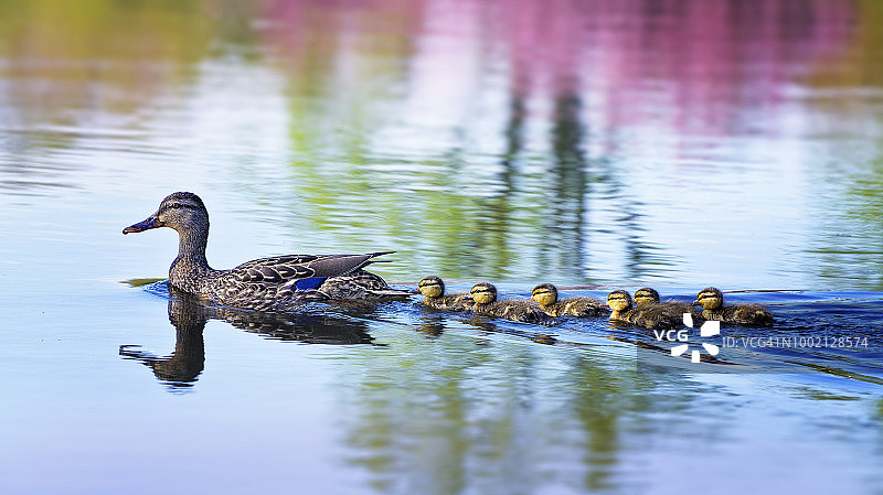 春日水面倒影与鸭宝宝嬉戏图片素材