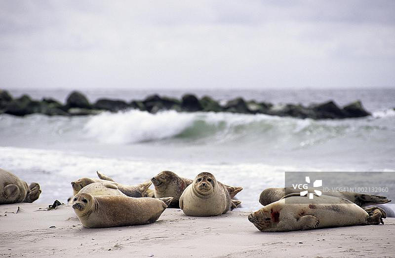 德国黑尔戈兰岛沙丘海滩上的格陵兰岛灰海豹图片素材