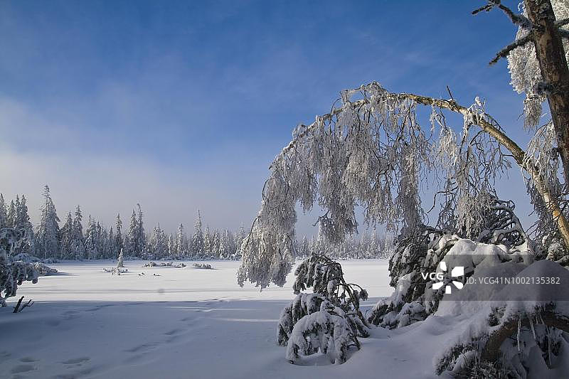 德国巴登-符腾堡黑森林霍洛湖的冬日清晨图片素材