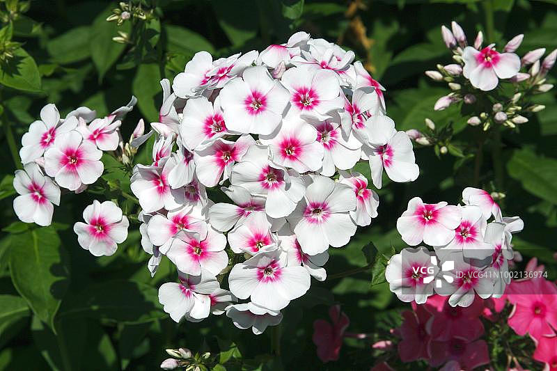 盛开的夏日福禄考图片素材