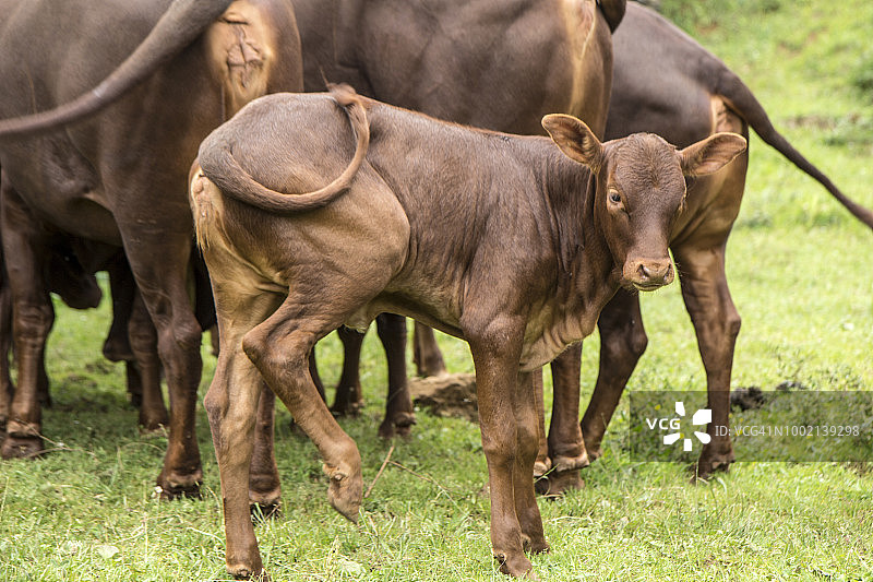 小牛和家人图片素材