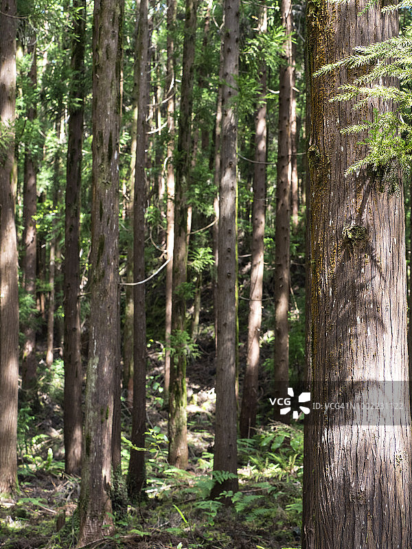 特塞拉岛亚速尔群岛的潮湿森林内部，有大树和树干（Cryptomeria japonica）图片素材