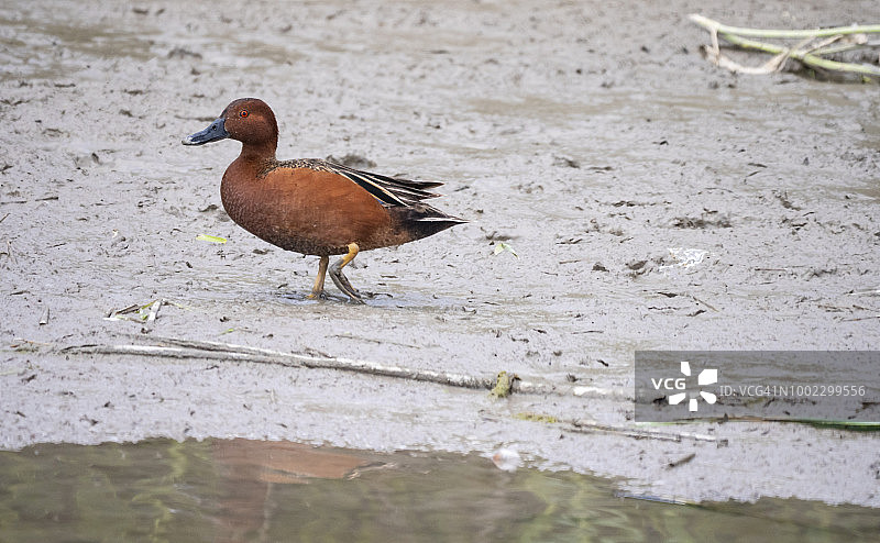 肉桂色鸭—熊河候鸟保护区0011图片素材
