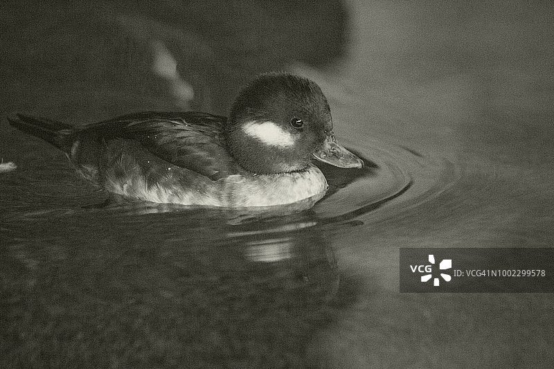 小绒球鸭 0015图片素材