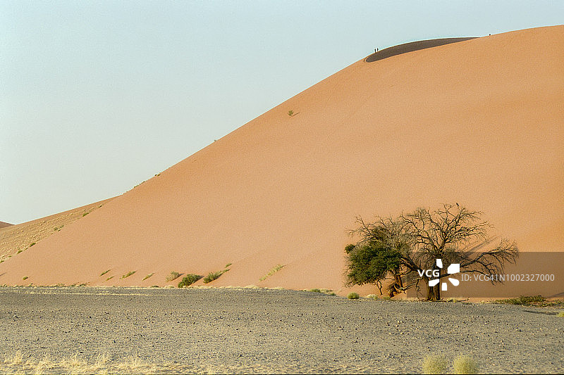 纳米比亚沙漠45号沙丘脚下的相思树图片素材
