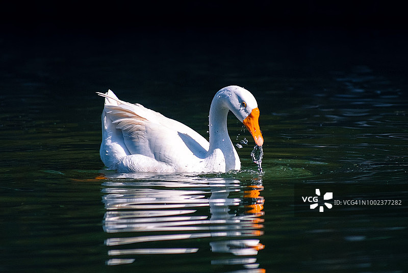 在池塘里放松的家养白鹅图片素材