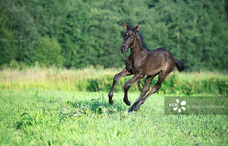 在草地上自由奔跑的黑色运动品种小马驹图片素材