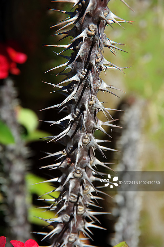 荆棘冠冕，也称为基督植物图片素材