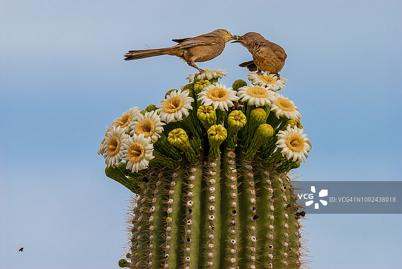 弯嘴嘲鸫亲子图片素材