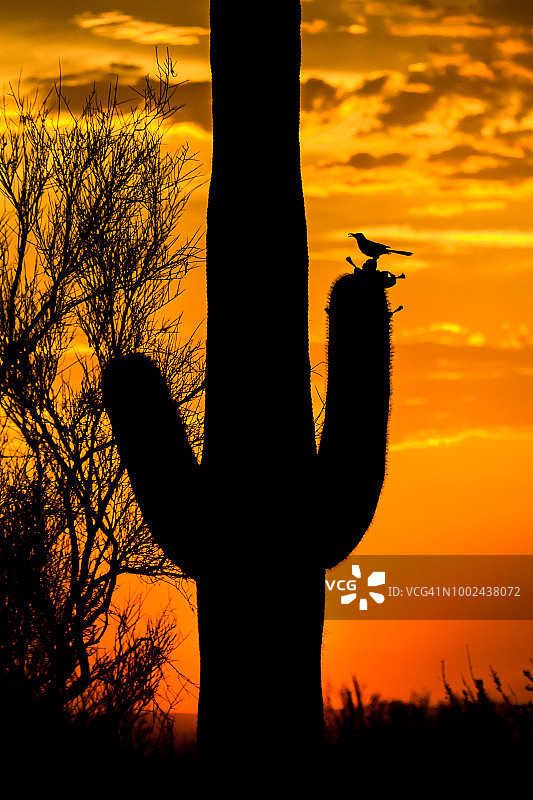 弯嘴嘲鸫在日落时分的巨人柱仙人掌上图片素材