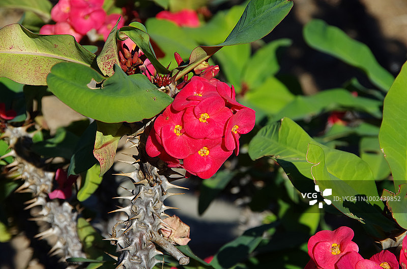 荆棘冠冕，也称为基督植物图片素材