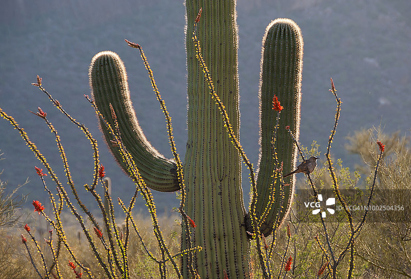 弯嘴嘲鸫栖息在仙人掌上图片素材