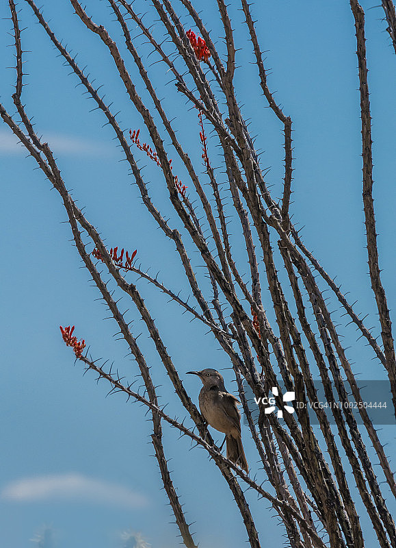 奥科蒂洛树上的弯嘴嘲鸫图片素材